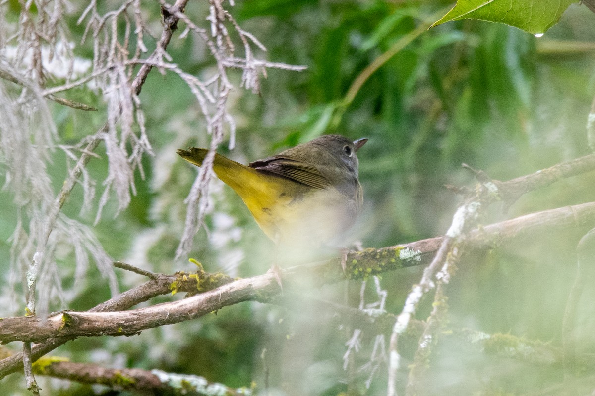 Mourning Warbler - Andrew Lydeard