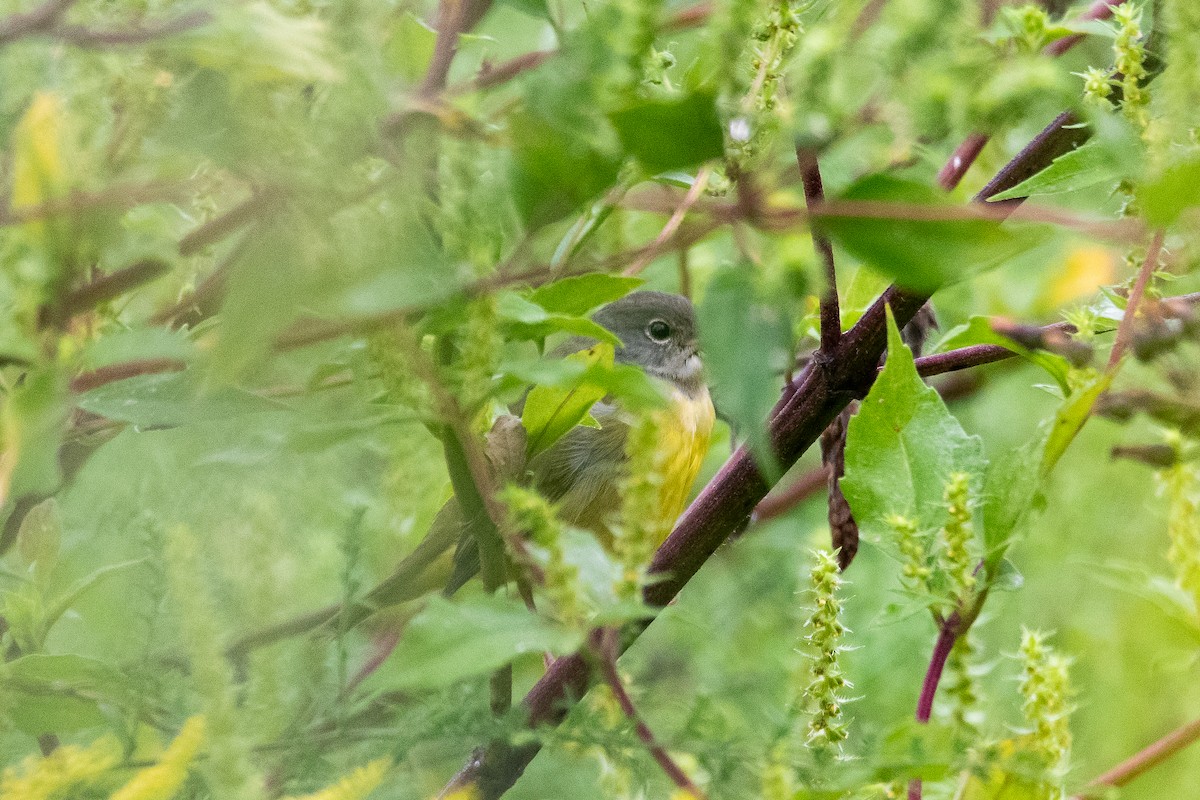 Mourning Warbler - ML624235923