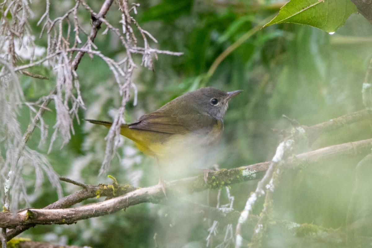 Mourning Warbler - ML624235924