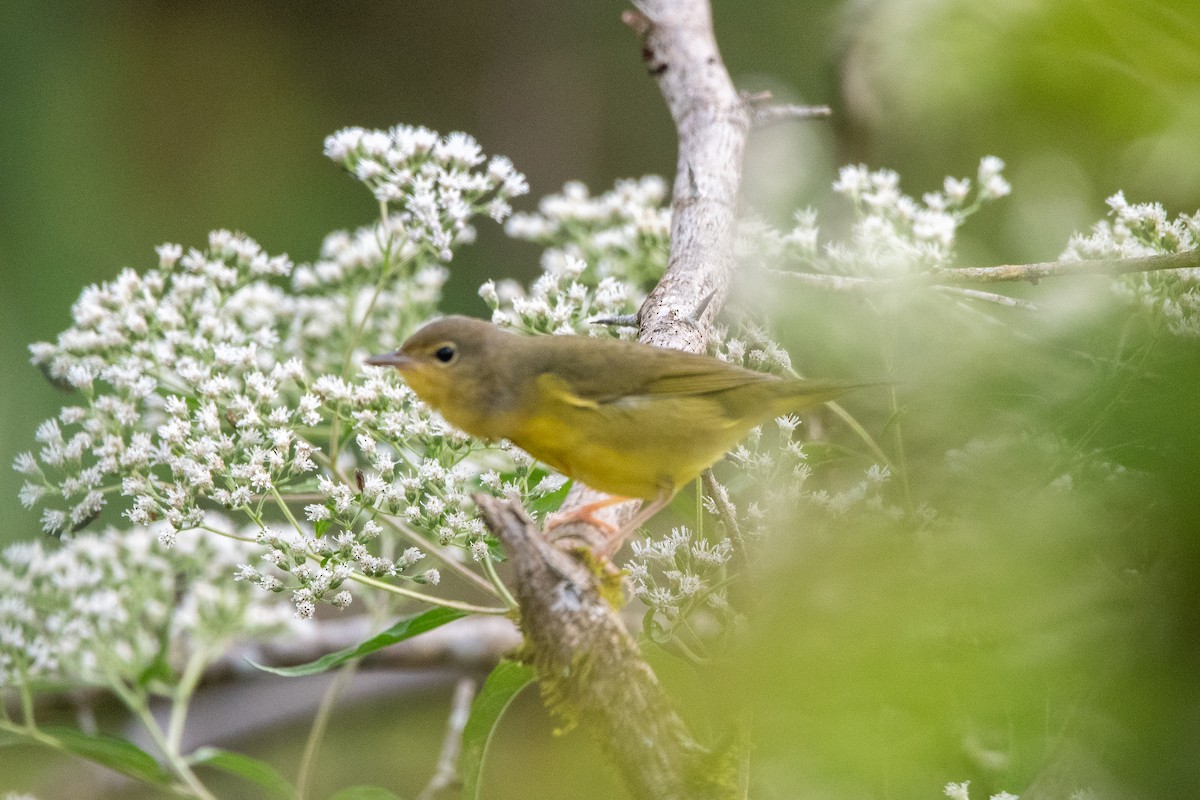 Mourning Warbler - ML624235925