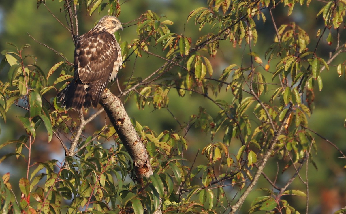 Красноплечий канюк [группа lineatus] - ML624235927