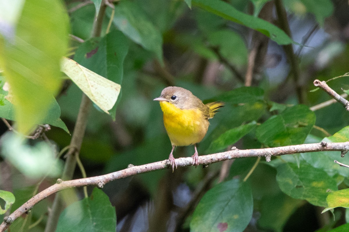 Common Yellowthroat - ML624235928