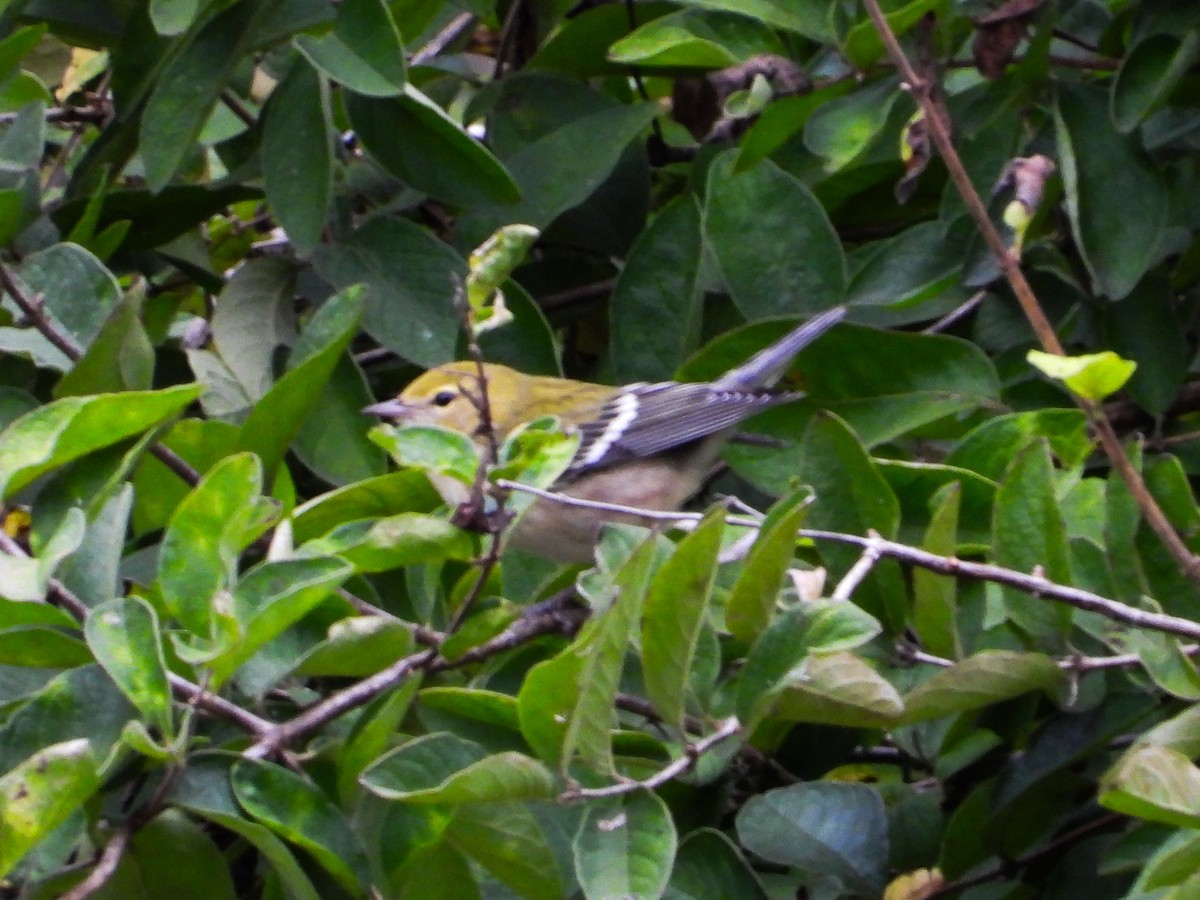 Bay-breasted Warbler - ML624235933