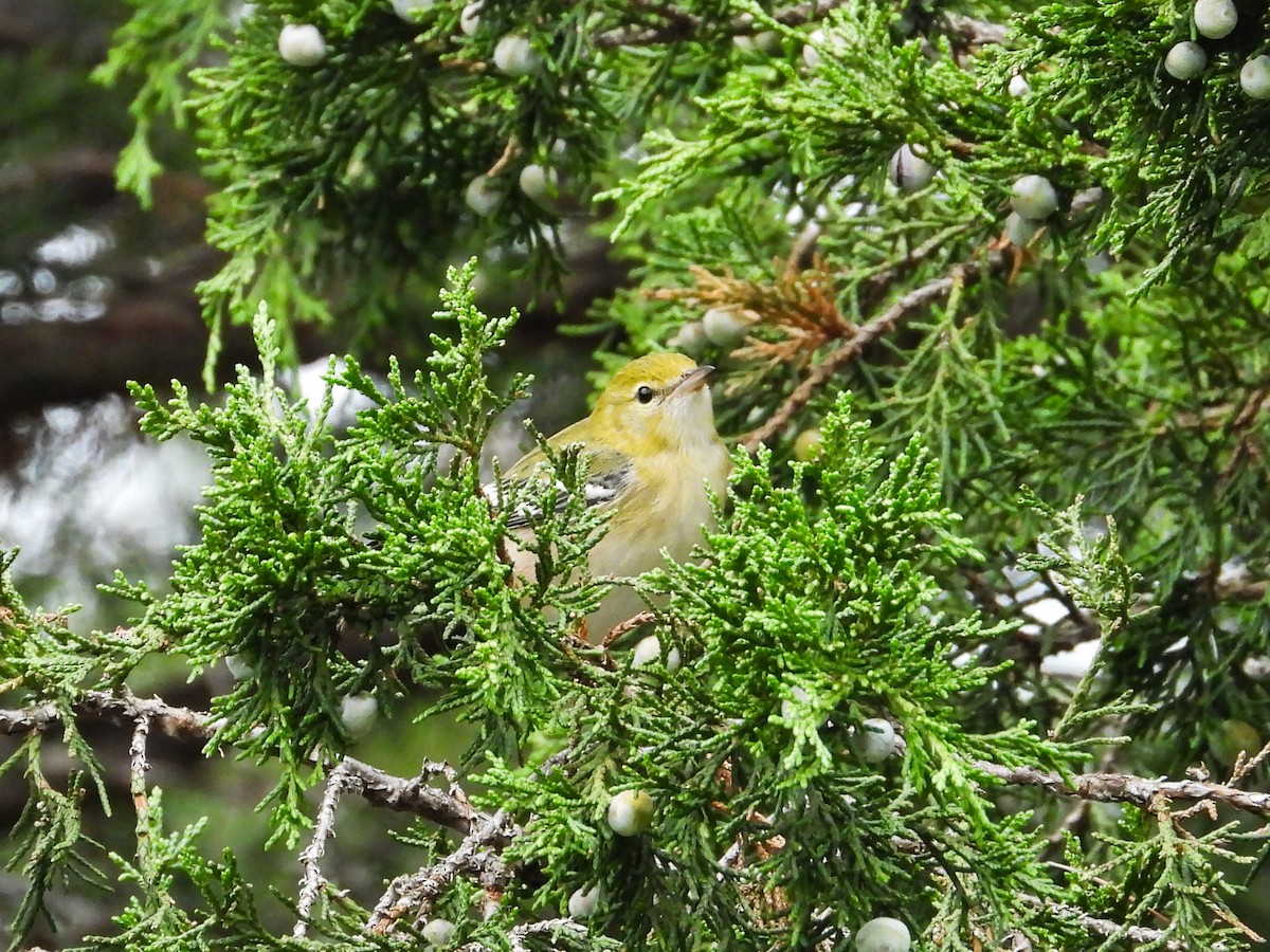 Bay-breasted Warbler - ML624235934