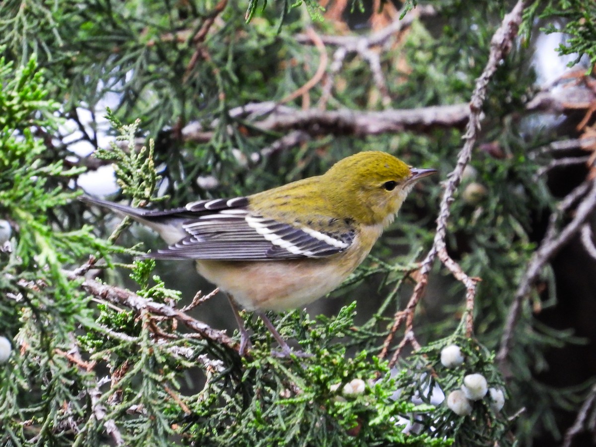 Bay-breasted Warbler - ML624235935