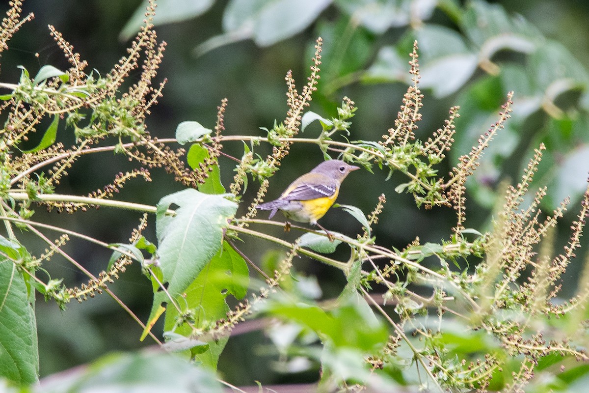 Magnolia Warbler - ML624235938