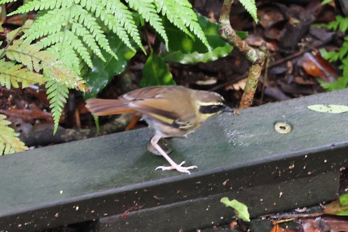 Yellow-throated Scrubwren - ML624235959