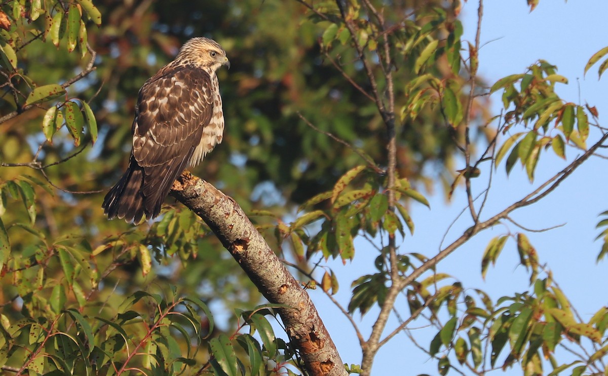 Красноплечий канюк [группа lineatus] - ML624235964