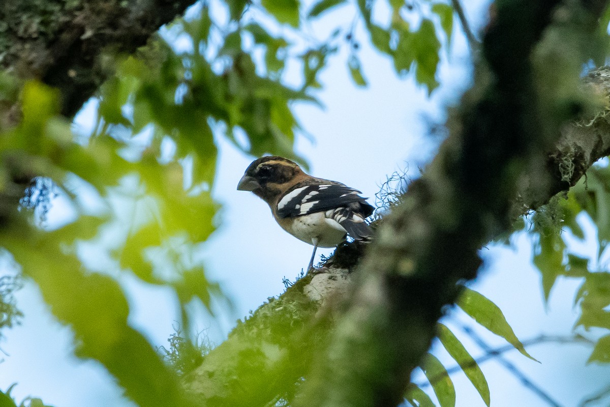 Black-headed Grosbeak - ML624235969