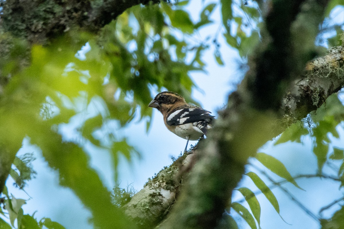 Black-headed Grosbeak - Andrew Lydeard