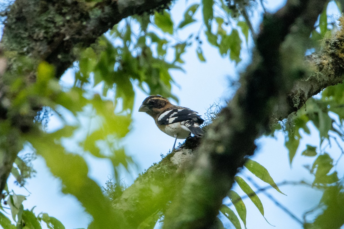 Black-headed Grosbeak - ML624235971