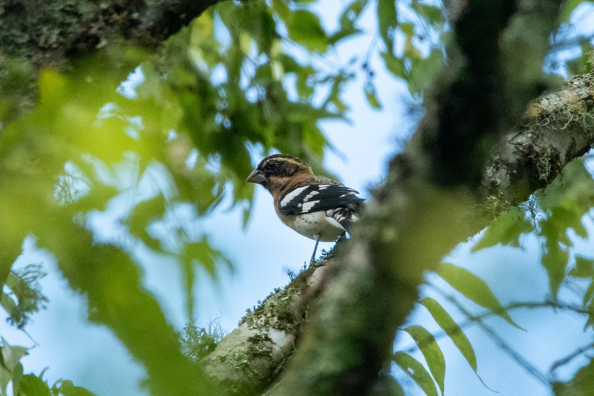 Black-headed Grosbeak - ML624235972