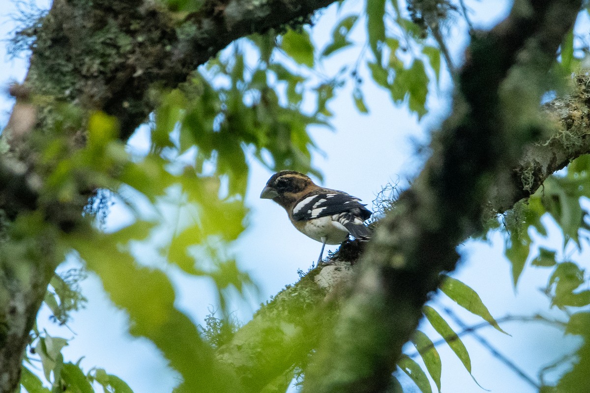 Black-headed Grosbeak - ML624235973