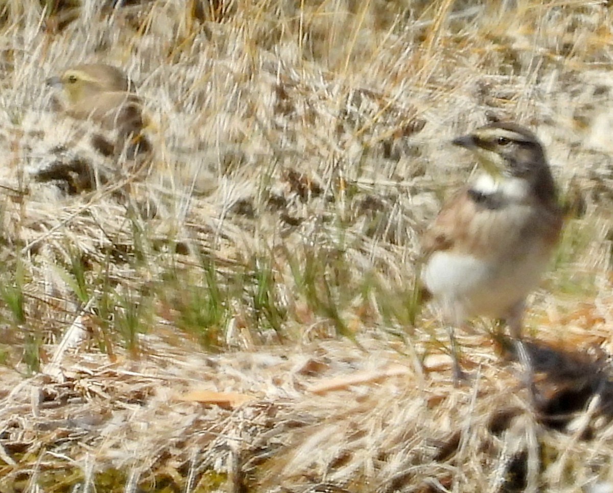 Horned Lark - ML624235983