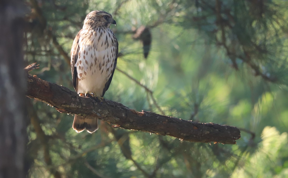 Красноплечий канюк [группа lineatus] - ML624235986