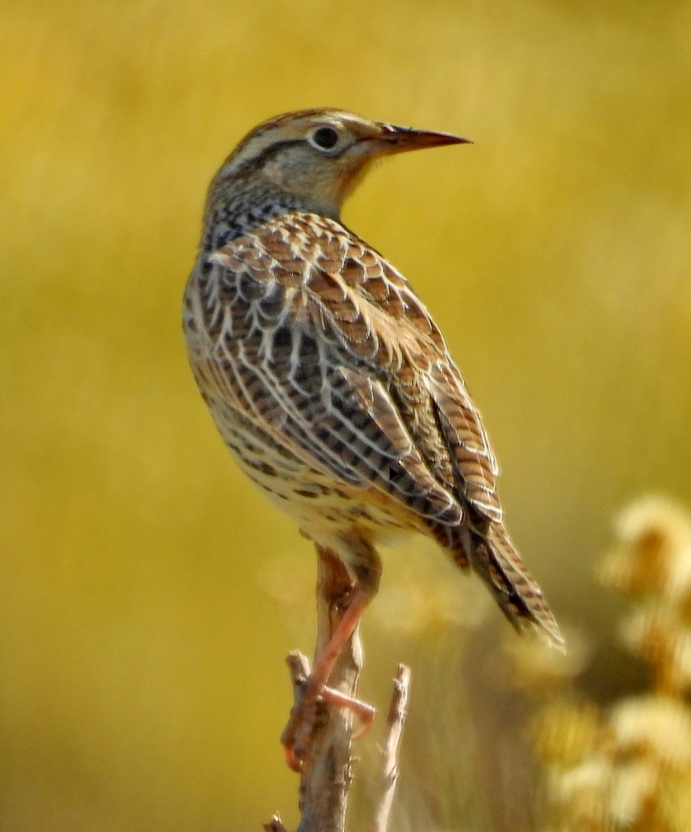 Western Meadowlark - ML624235988