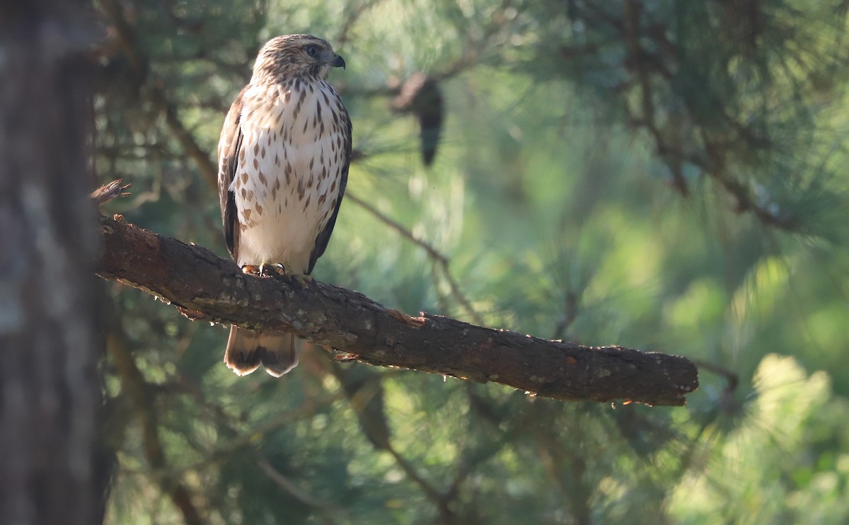 Красноплечий канюк [группа lineatus] - ML624235992