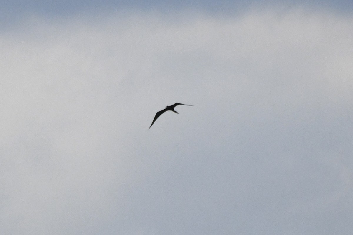 Magnificent Frigatebird - ML624236072