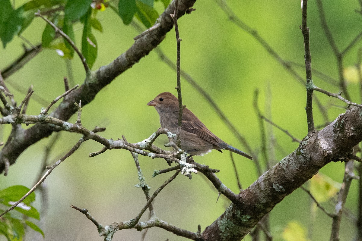 Passerin indigo - ML624236087