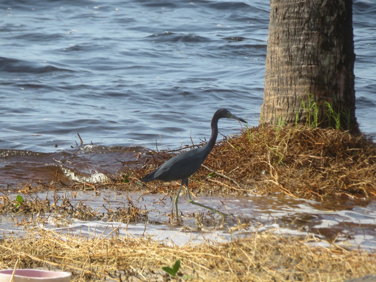 Little Blue Heron - ML624236105