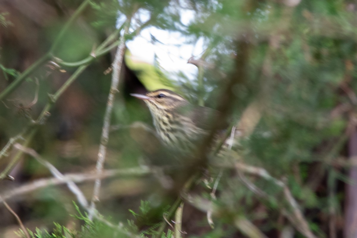 Northern Waterthrush - ML624236140