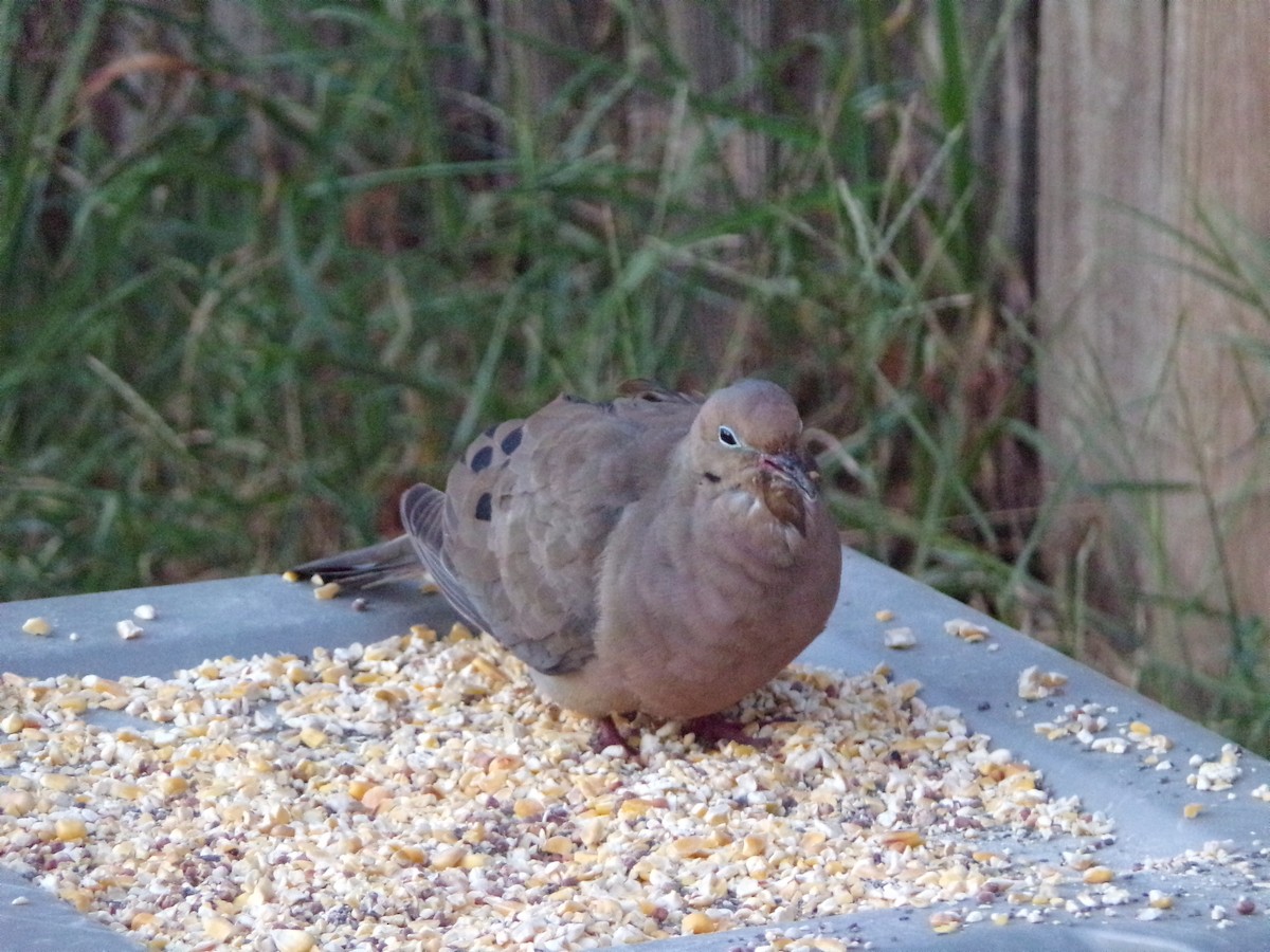 Mourning Dove - ML624236145