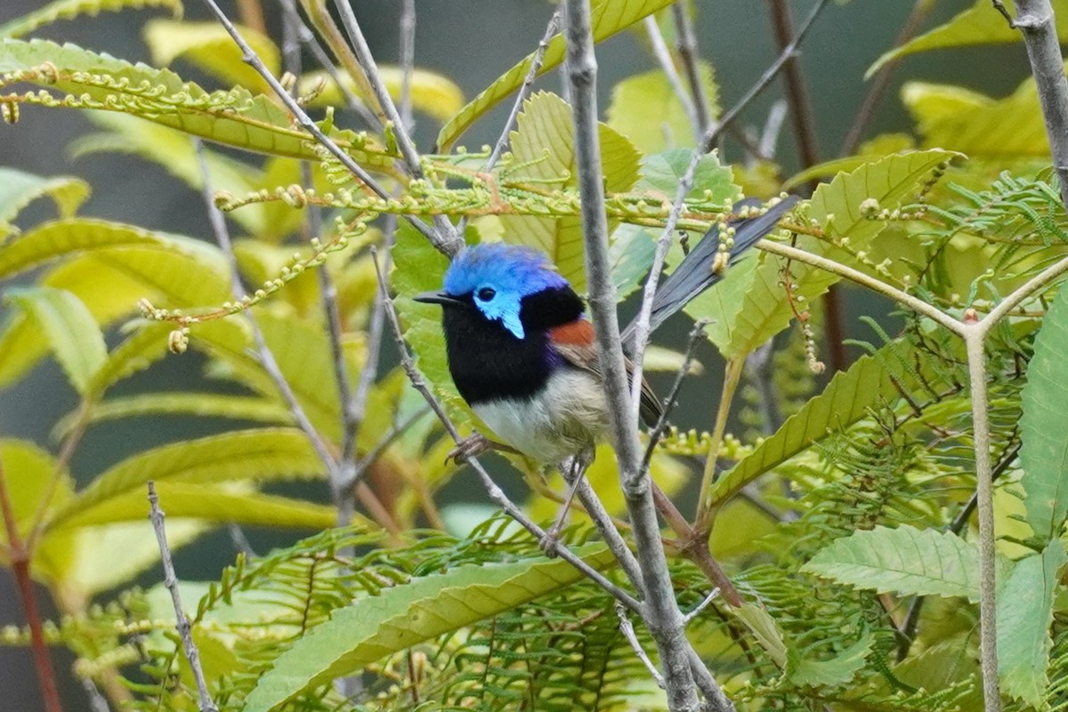 Variegated Fairywren - ML624236216