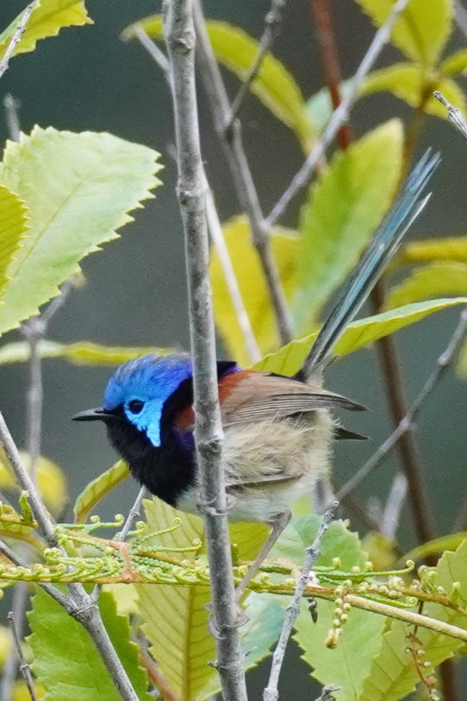 Variegated Fairywren - ML624236217