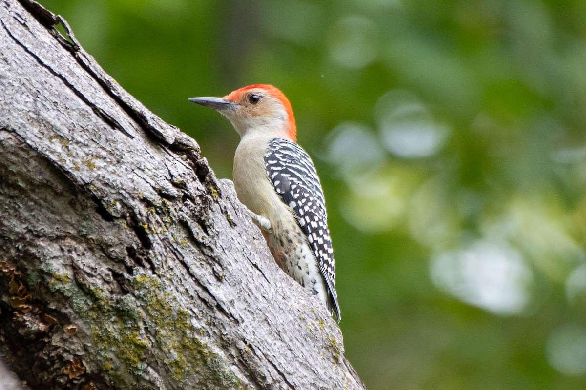 Red-bellied Woodpecker - ML624236220