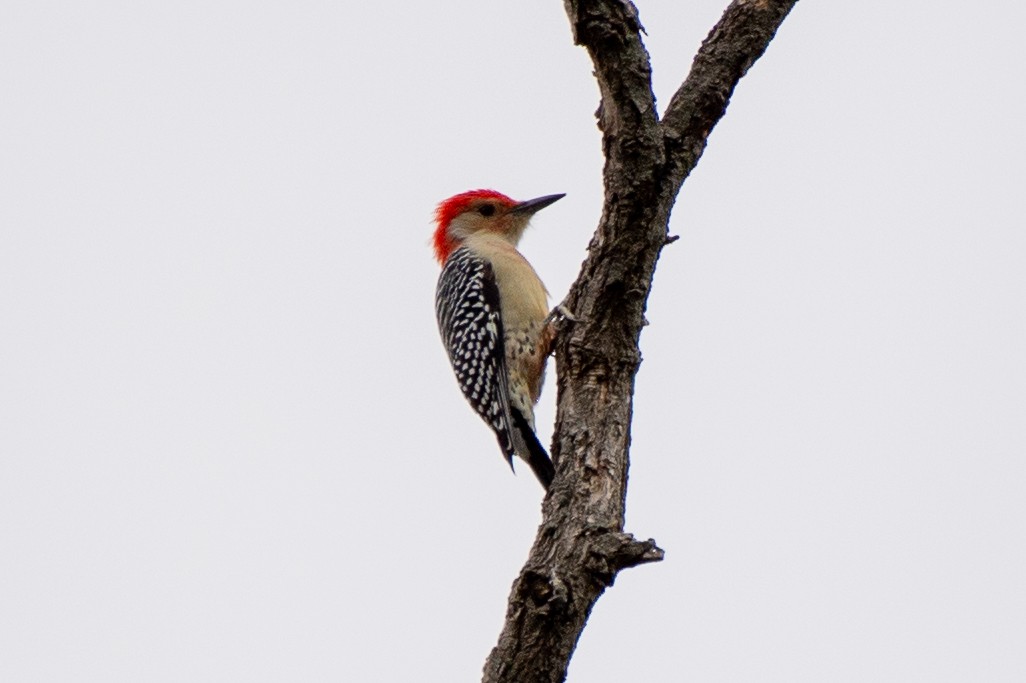 Red-bellied Woodpecker - ML624236224