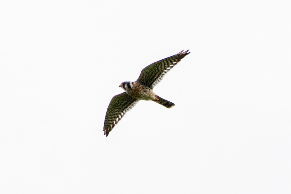 American Kestrel - ML624236233