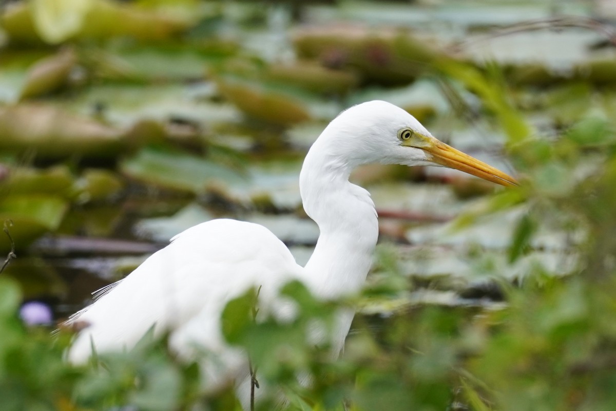 Plumed Egret - ML624236238