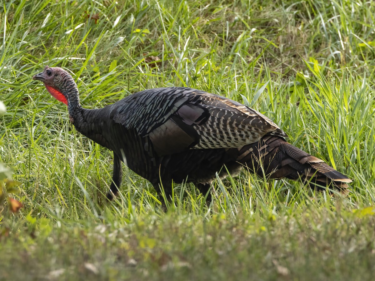 Guajolote Gallipavo - ML624236252