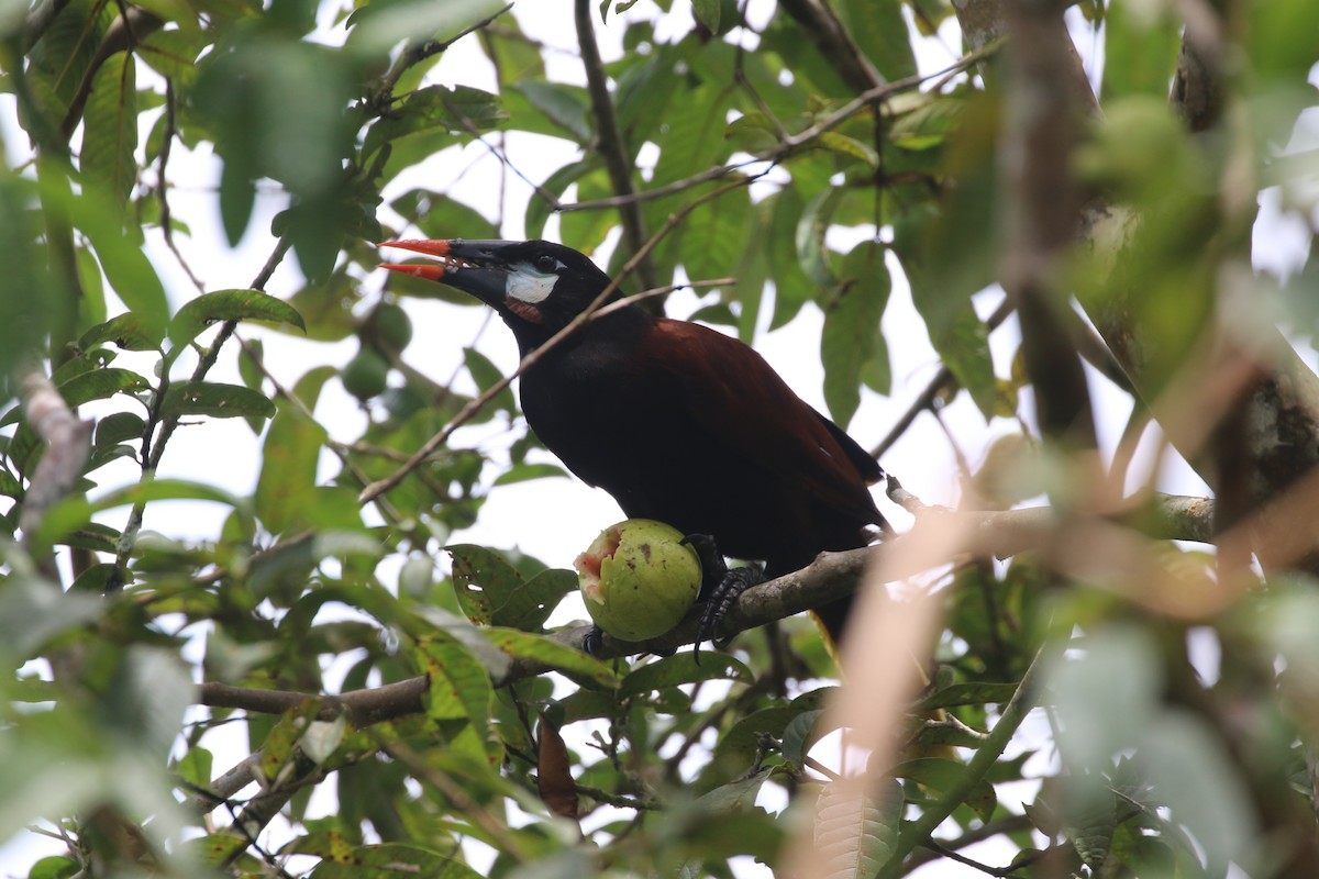 Montezuma Oropendola - ML624236266