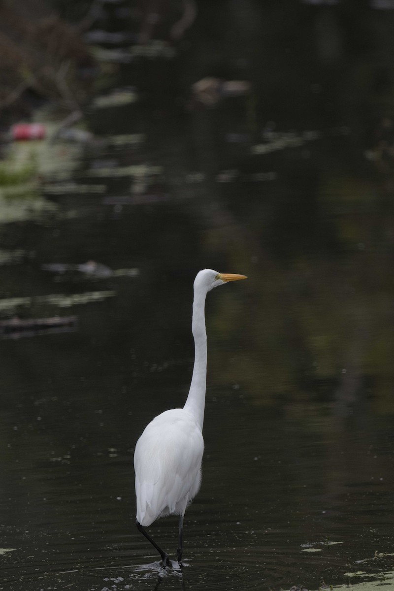 Great Egret - Randy Harwood