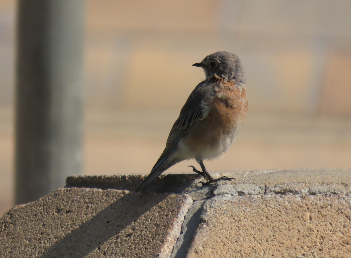 Western Bluebird - ML624236283