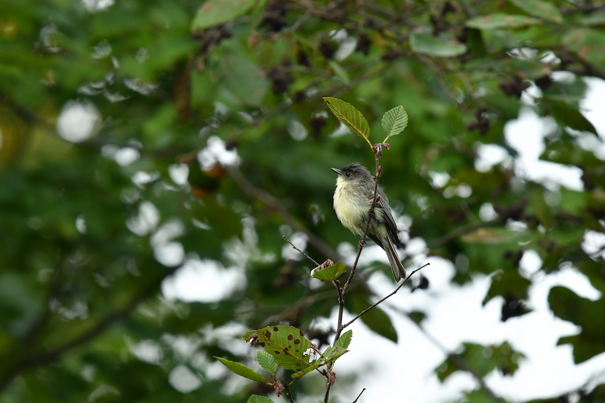 Eastern Phoebe - ML624236324