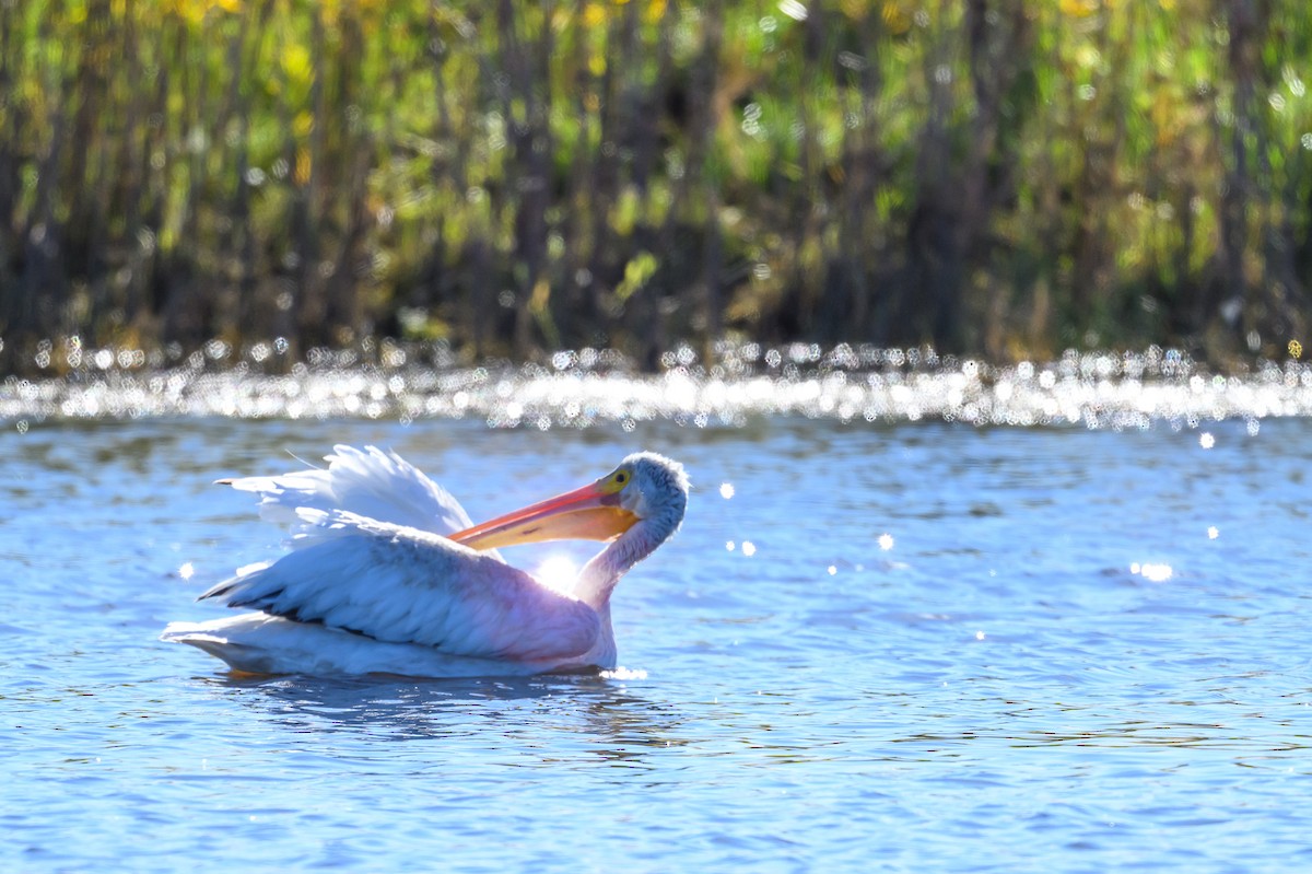 American White Pelican - ML624236341