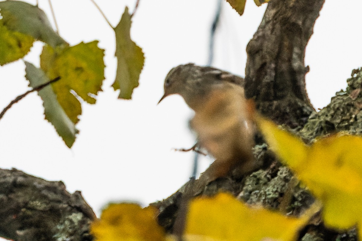 Black-and-white Warbler - ML624236356