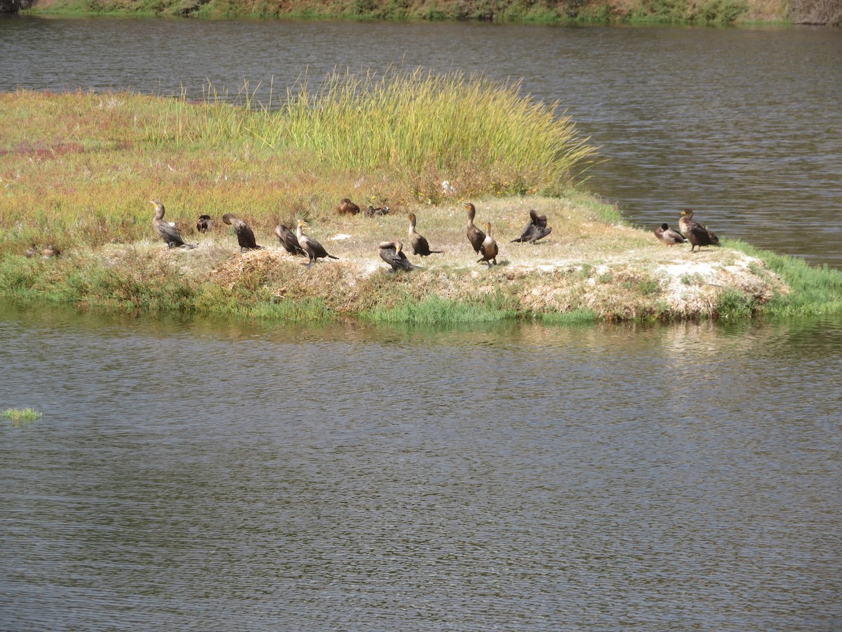 Double-crested Cormorant - ron romano