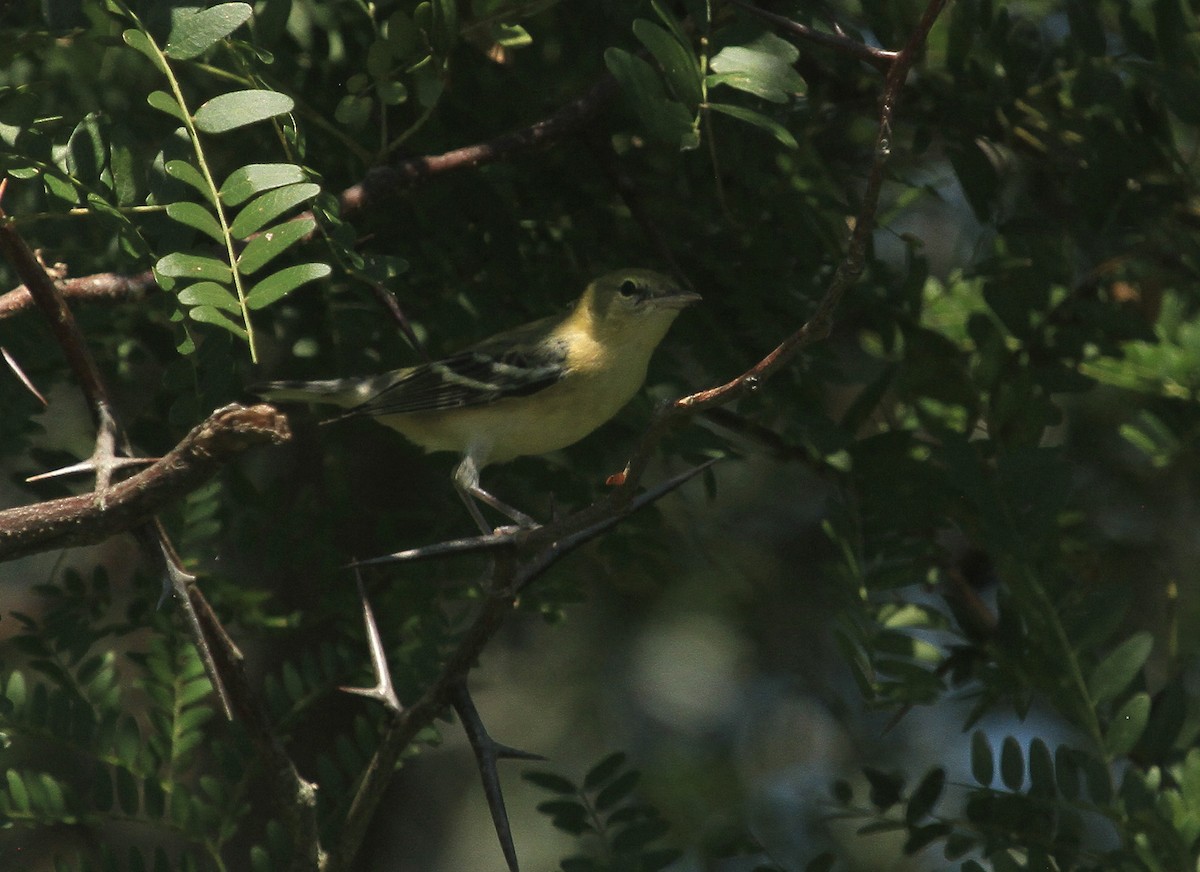 Bay-breasted Warbler - ML624236373