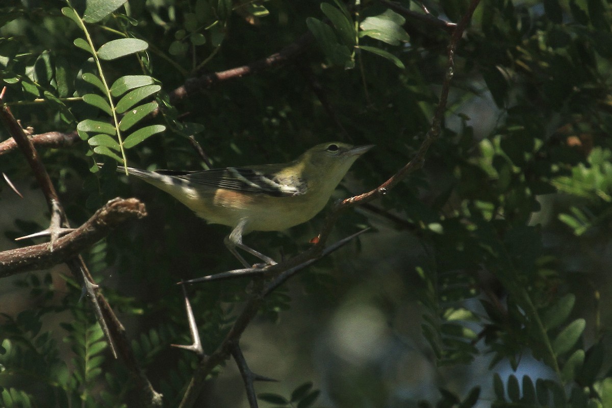 Bay-breasted Warbler - ML624236374