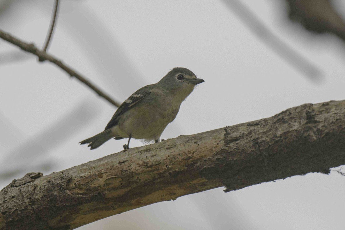 eikevireo - ML624236381