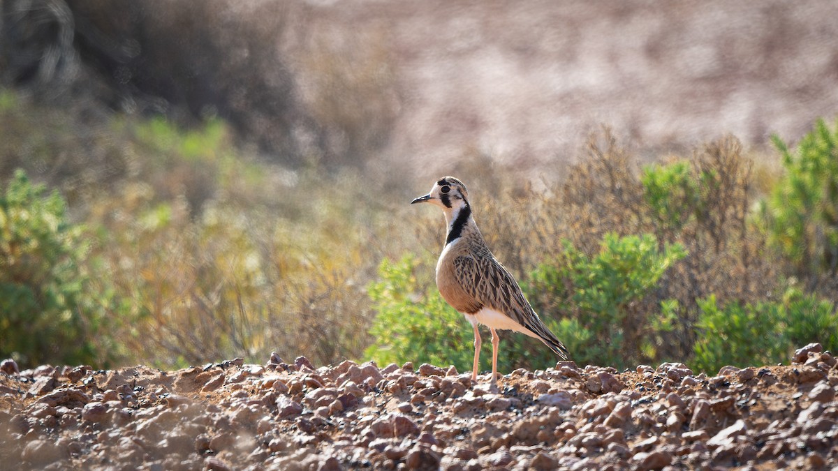 Inland Dotterel - ML624236395