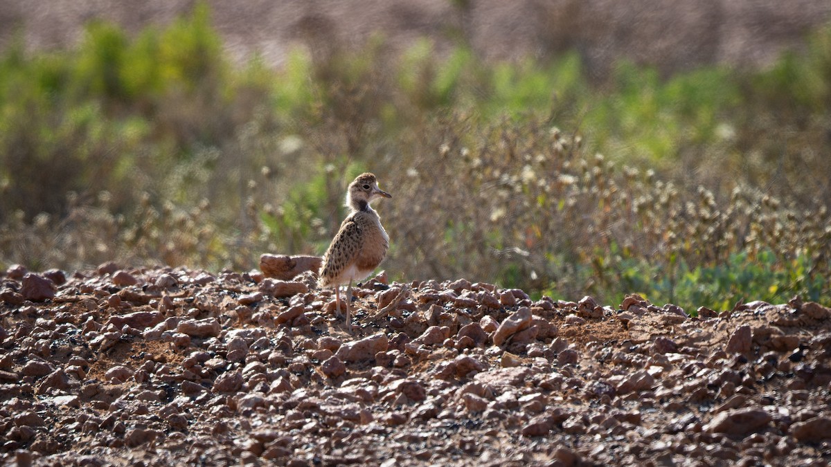 Inland Dotterel - paul mclelland