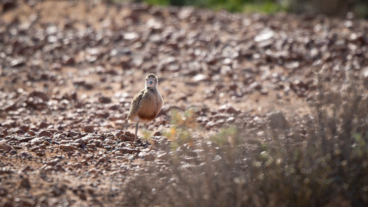 Inland Dotterel - ML624236397