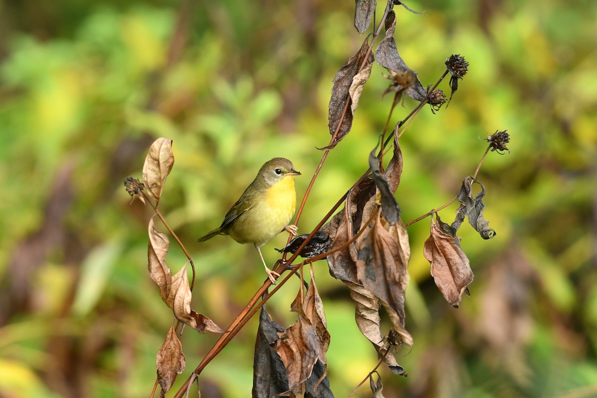 Common Yellowthroat - ML624236399