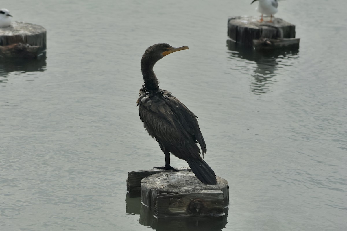 Double-crested Cormorant - Gil Ewing