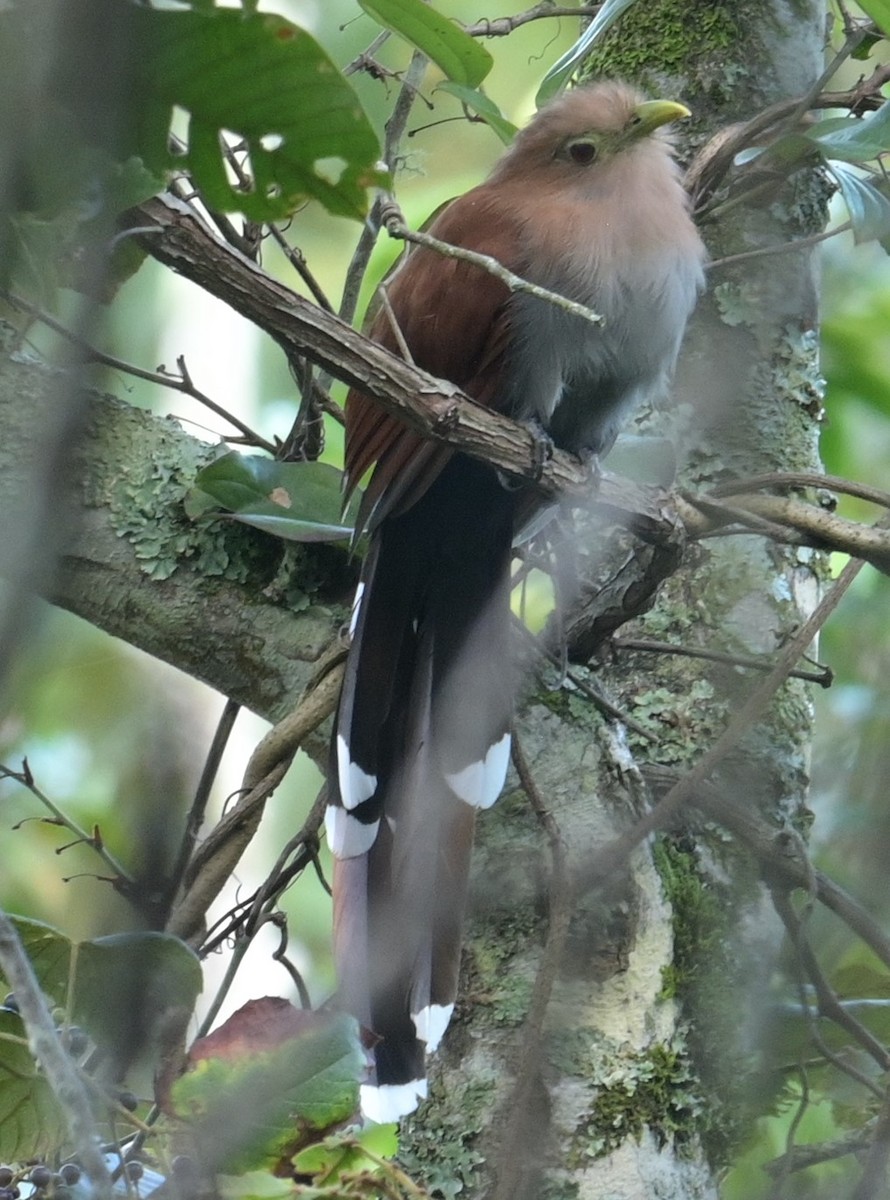 Squirrel Cuckoo (Middle America) - ML624236418