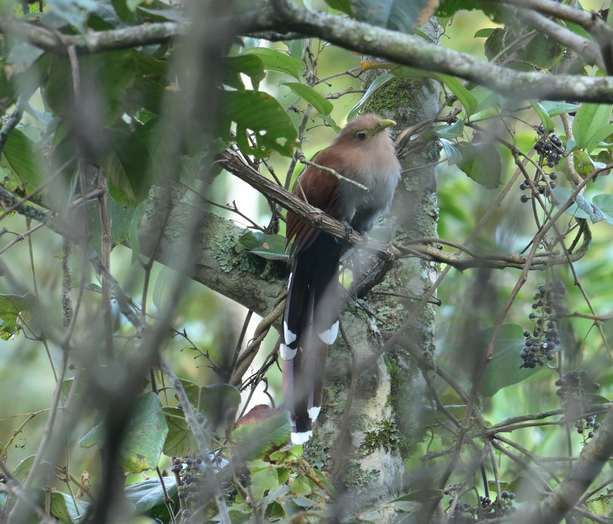 Squirrel Cuckoo (Middle America) - ML624236419